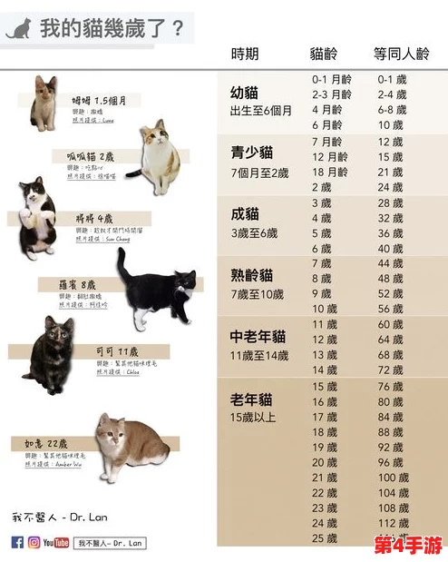猫咪成人地域网名怎么取？2021年最新热门词汇分享