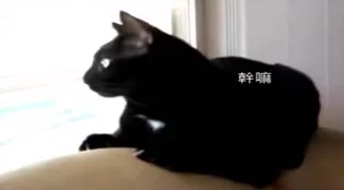 糖心vIong柚子猫：绝美设计，清新可爱，让人忍不住想要拥有