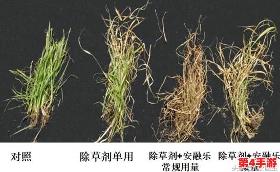 坐在教授的大根茎上背单词：绝佳的学习方法，事半功倍