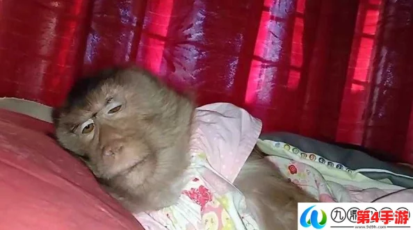 二人生猴子全程不盖被子图片大全，网友热评：搞笑又温馨的瞬间