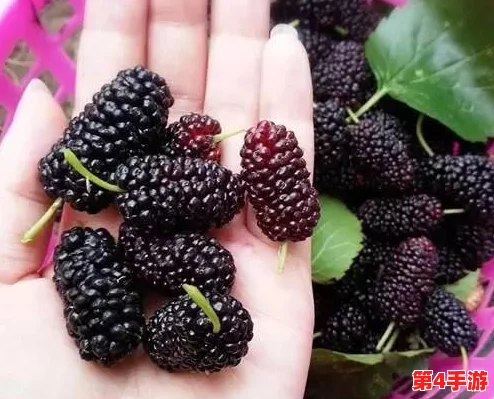 樱桃视频污:深度解析樱桃视频平台的不良内容传播现象 樱桃视频污:深度解析樱桃视频平台的不良内容传播现象