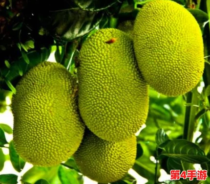 国精产品一二二区视菠萝蜜的优势:用户好评如潮,口感独特,营养丰富,深受喜爱 国精产品一二二区视菠萝蜜的优势:用户好评如潮,口感独特,营养丰富,深受喜爱