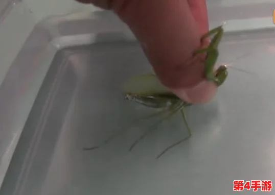 探索英雄联盟：哪款螳螂皮肤手感极致，成为玩家挚爱之选？