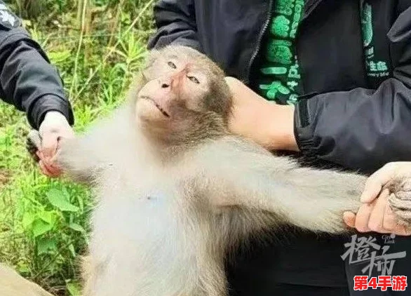 二人一起生猴子全程不盖被子，网友评价：这样的方式真是让人哭笑不得，居然还有人这么做！