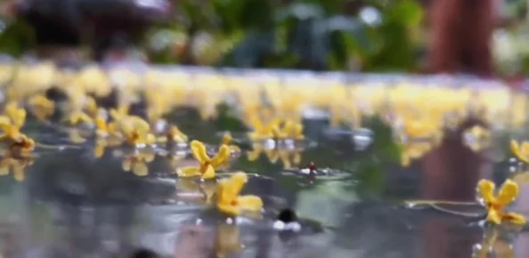 老公生日3q花落归途：探索爱的意义和家庭的重要性