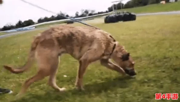 张警犬9分10秒头撞玻璃夸克，展现了动物在紧急情况下的反应能力与训练的重要性，引发对警犬工作的深思