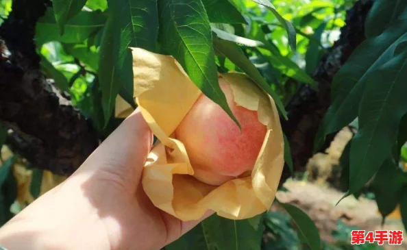 蜜桃秘 无码一线二线三线，口感极佳，令人陶醉，真是值得尝试的优质选择！