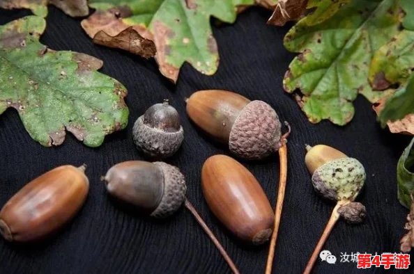 探索橡子屋：揭秘高效采集与培育多彩橡子的独特方法