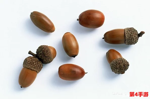 探索橡子屋：揭秘高效采集与培育多彩橡子的独特方法