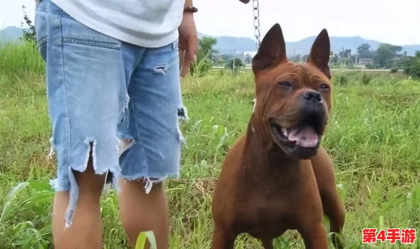 傻大壮长的驴一样的东西，让人忍俊不禁，感觉它的个性与外表形成了有趣的反差