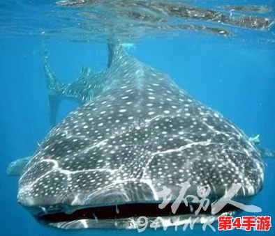探索心动小镇:揭秘欧洲鲶鱼的神秘栖息地与特色介绍 探索心动小镇:揭秘欧洲鲶鱼的神秘栖息地与特色介绍
