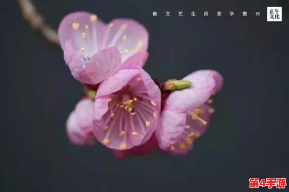 小明最新地域网名免费下载安装,网友纷纷表示这个名字真有创意,值得一试! 小明最新地域网名免费下载安装,网友纷纷表示这个名字真有创意,值得一试!