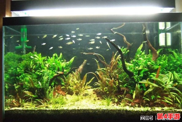 2024年度精选：沉浸式养鱼体验，热门单机水族箱手游大盘点与深度玩法分享