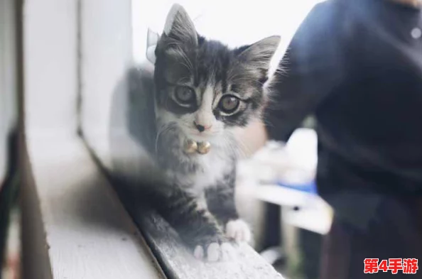 揭秘猫咪www最新地域网名怎么取的神秘艺术和创意灵感之源 揭秘猫咪www最新地域网名怎么取的神秘艺术和创意灵感之源