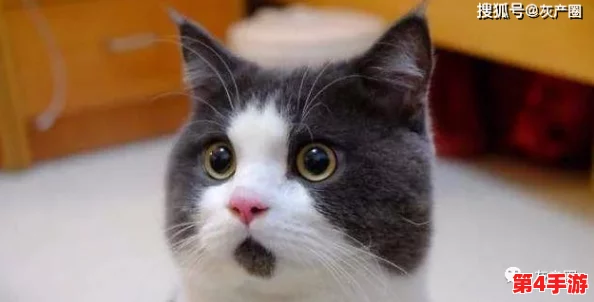 猫咪最新永久地域网名是什么？如何理解这些网络名称？