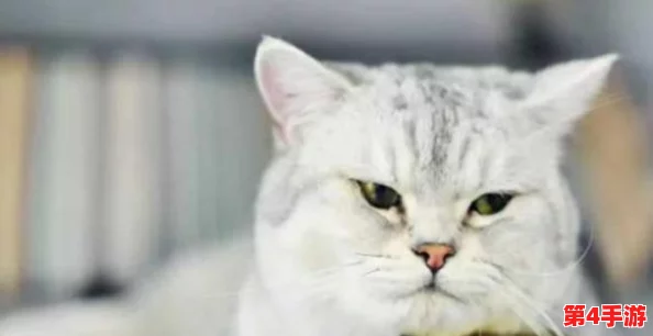 猫咪最新永久地域网名是什么?如何理解这些网络名称? 猫咪最新永久地域网名是什么?如何理解这些网络名称?
