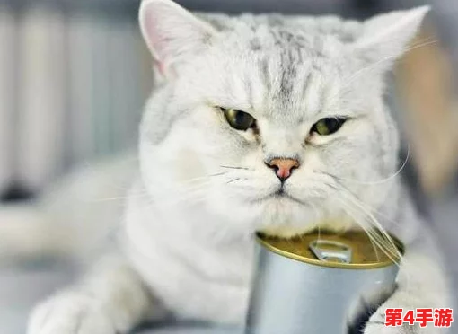 猫咪海外地域永久网名：网友纷纷表示这个名字太可爱了，真想给自家的猫也起个这样的名字！