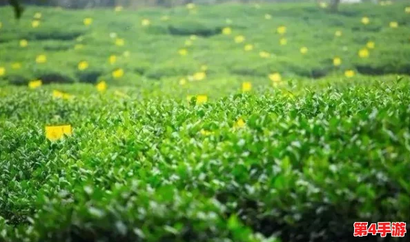探索《地下城与勇士》中的乌龟副本专属频道：解锁卢克团本前置秘境的隐秘入口