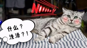 探寻燕云十六声秘境：猫猫花旋风隐藏地点全揭秘，解锁游戏新乐趣所在
