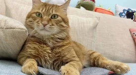 探寻燕云十六声秘境：猫猫花旋风隐藏地点全揭秘，解锁游戏新乐趣所在