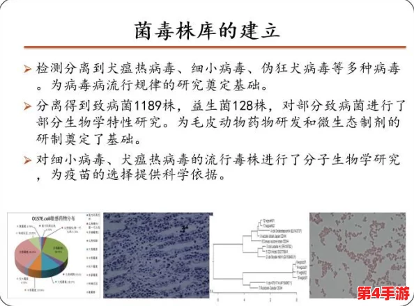 AAAA级毛皮和普通版对比：深入分析两者在质量、价格及使用体验上的显著差异与优劣势