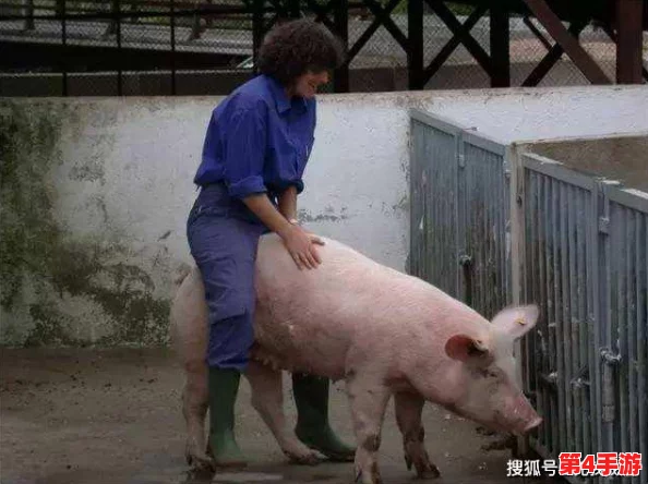 女人与公猪交交：理解人与动物之间复杂的情感与行为关系
