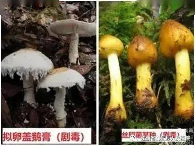蘑菇91吃瓜黑料：正能量涌动，让我们共同成长！