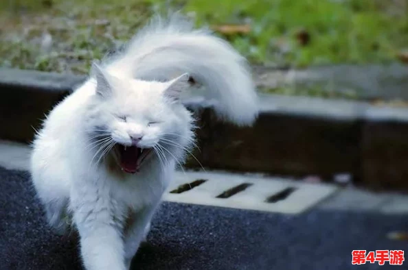 糖心网红柚子猫甘雨：网友称其可爱至极，萌化人心的绝佳选择！