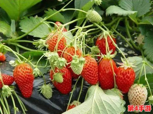 草莓色视频：新研究显示，草莓中的抗氧化成分有助于降低心脏病风险，引发健康饮食热潮