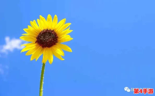 葵花宝典十八岁立刻离开萱草花，2024年AI技术助力年轻人追梦新篇章