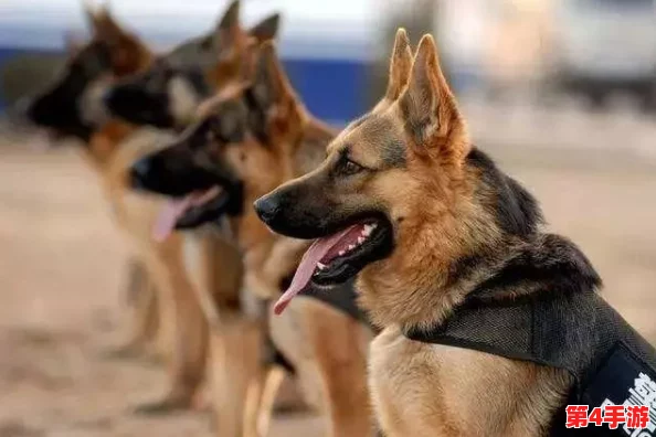 张警犬9分10秒头撞玻璃夸克,勇敢追击展现警犬忠诚与聪明,幸福生活在美好时光里 张警犬9分10秒头撞玻璃夸克,勇敢追击展现警犬忠诚与聪明,幸福生活在美好时光里