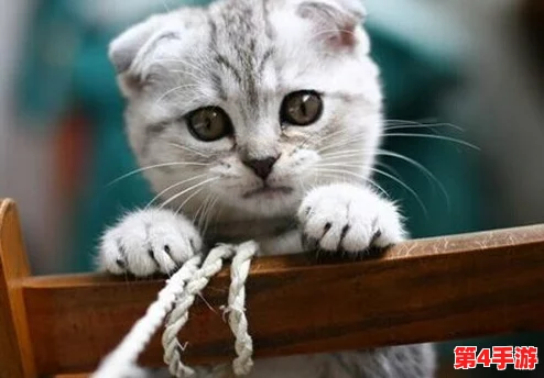 糖心vIong柚子猫：新晋网红宠物引发热潮，网友纷纷分享萌照与养护心得