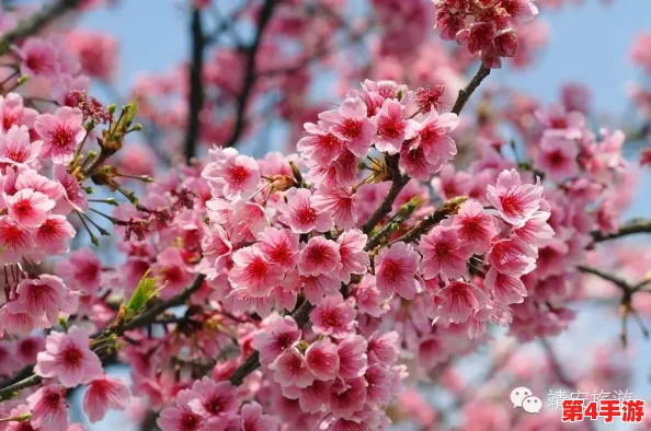 樱花官方网站imomoe暗牧：用户评价揭示了游戏的魅力与不足，玩家们热议体验感受！