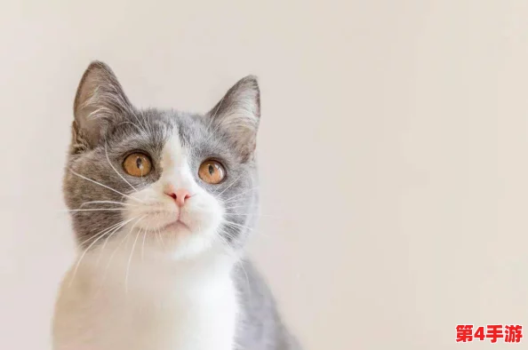 柚子猫糖心：甜美的宠物生活与猫咪的快乐时光分享