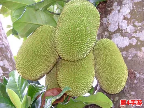 国精产品一二二区视菠萝蜜的优势：让我们共同见证自然馈赠的美好与健康！