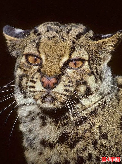 怪物猎人系列:探索最受欢迎的猫咪伙伴色彩,哪一款颜色最能俘获你的心? 怪物猎人系列:探索最受欢迎的猫咪伙伴色彩,哪一款颜色最能俘获你的心?