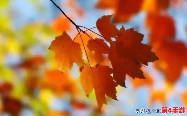 多彩生活中的aaa片：带你领略丰富多姿的娱乐世界，享受无与伦比的视听盛宴！