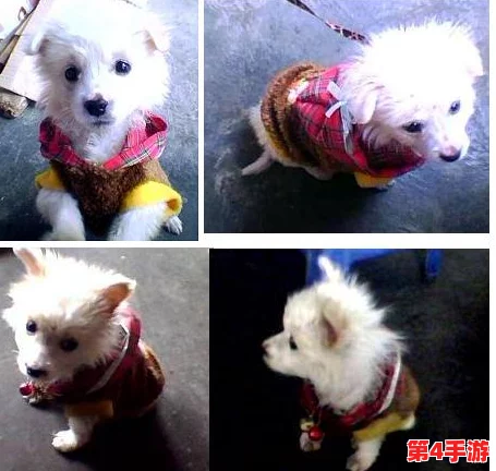 狗儿长大了1—40：从幼犬到成犬的成长历程与养护技巧分享