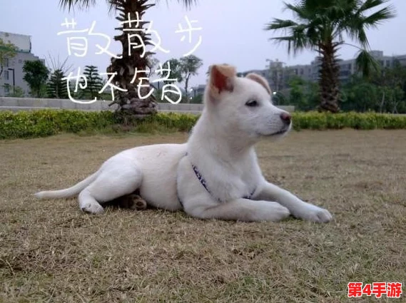 狗儿长大了1—40：从幼犬到成犬的成长历程与养护技巧分享