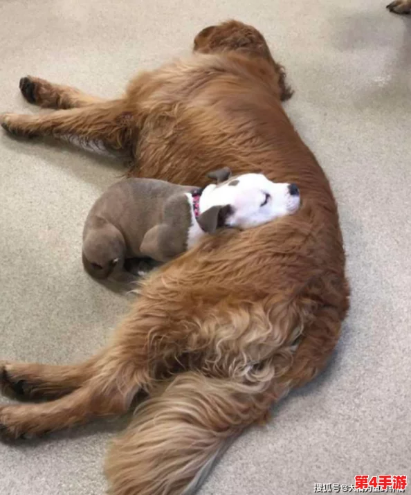 狗儿长大了1—40：从幼犬到成犬的成长历程与养护技巧分享