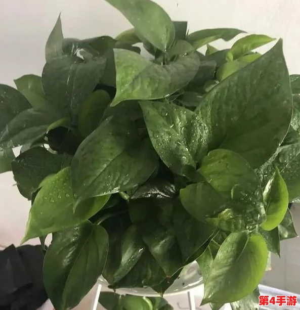 小白花浇灌日常：理解植物生长的奥秘与养护技巧分享