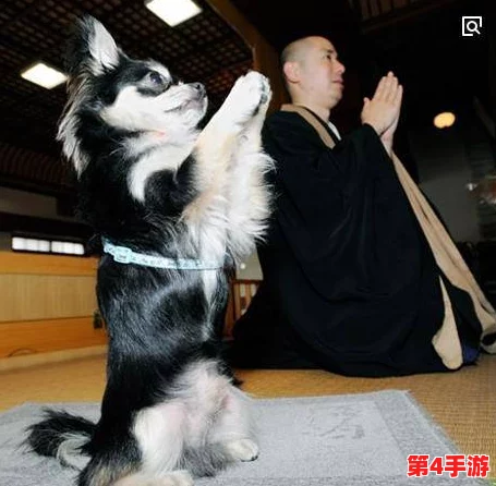 日本mindup狗狗:新科技助力宠物健康管理,提升养犬体验与主人互动乐趣 日本mindup狗狗:新科技助力宠物健康管理,提升养犬体验与主人互动乐趣