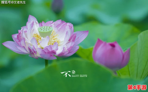 福伦夺了紫薇清白，背后隐藏的真相与人性的复杂交织让人深思，值得我们认真反思和讨论