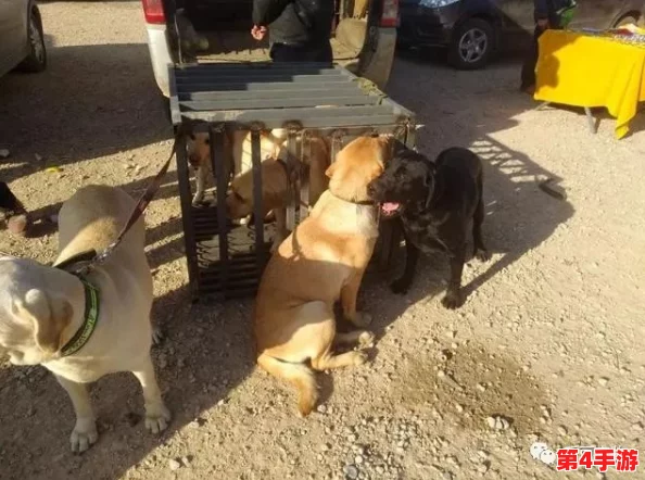 狗狗猛涨精肉狗大壮增肥增食欲，如何科学合理地为爱犬选择营养丰富的饮食以促进健康成长？