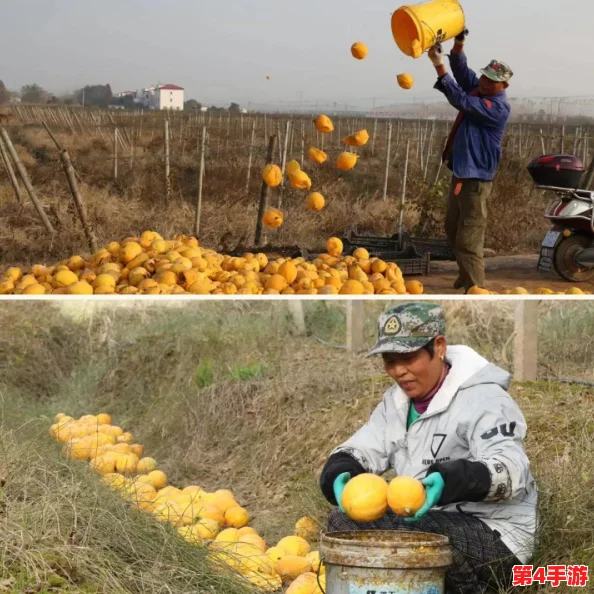《我的世界》中高效种植土地的全面指南：从选地到丰收的实用技巧与策略