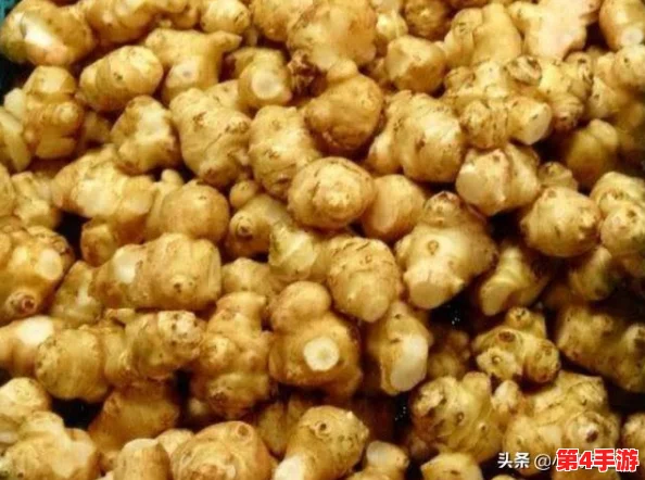 调菊花眼再放生姜,传统中医如何通过食疗改善视力与健康的有效方法解析 调菊花眼再放生姜,传统中医如何通过食疗改善视力与健康的有效方法解析