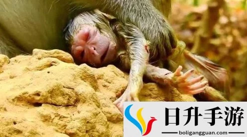 二人生猴子全程不盖被子,竟引发网友热议,背后真相让人意想不到! 二人生猴子全程不盖被子,竟引发网友热议,背后真相让人意想不到!