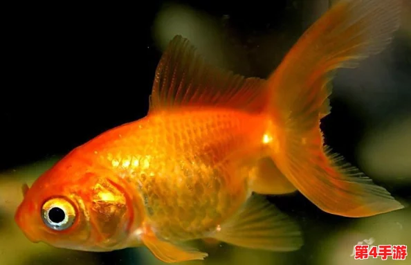 吕布与金鱼完美融合的艺术:打造专属水族箱装饰搭配指南 吕布与金鱼完美融合的艺术:打造专属水族箱装饰搭配指南