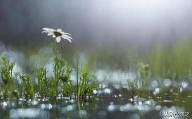 在雨中潮湿的雨中母亲的悄悄话：2024年人工智能如何改变家庭沟通方式