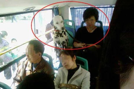 公交车被多人伦 H，乘客目击惊人场面引发社会广泛关注与讨论